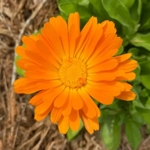thumbnail for publication: Calendula officinalis: Calendula, Pot Marigold